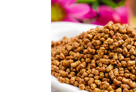 Cassia Seed Extract