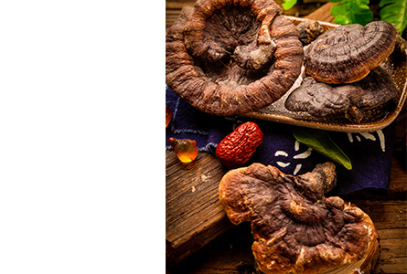 Reishi Mushroom Extract