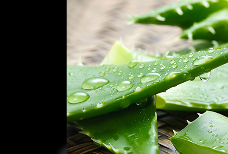  Aloe Vera Extract